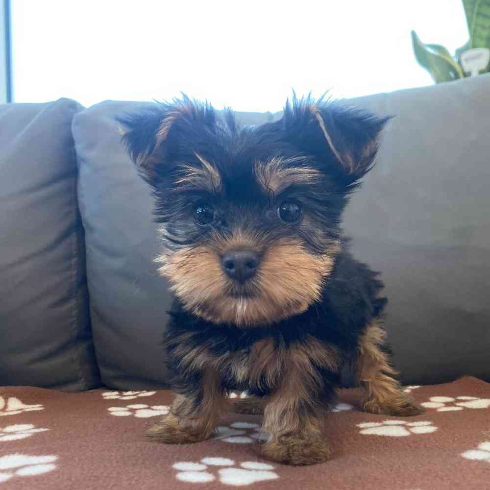 Female Silky Terrier Puppy for Sale in Charlotte, NC