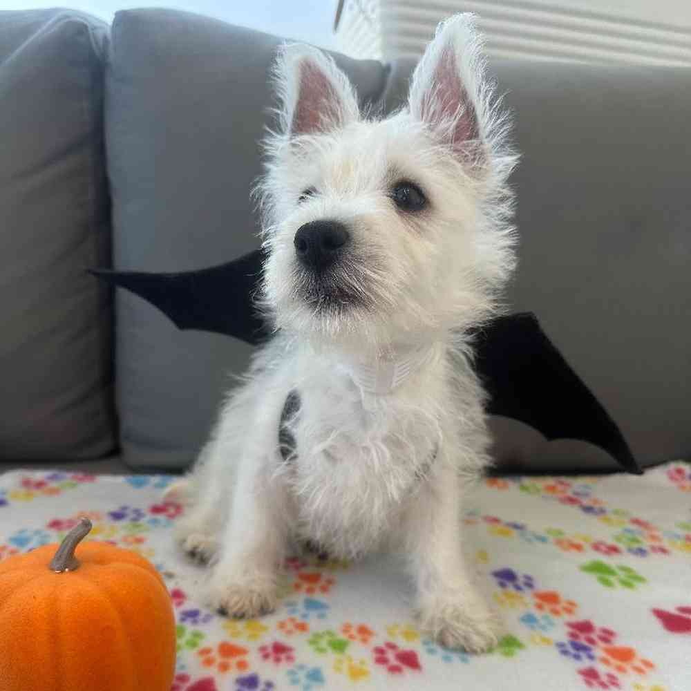 Male West Highland White Terrier Puppy for Sale in Charlotte, NC