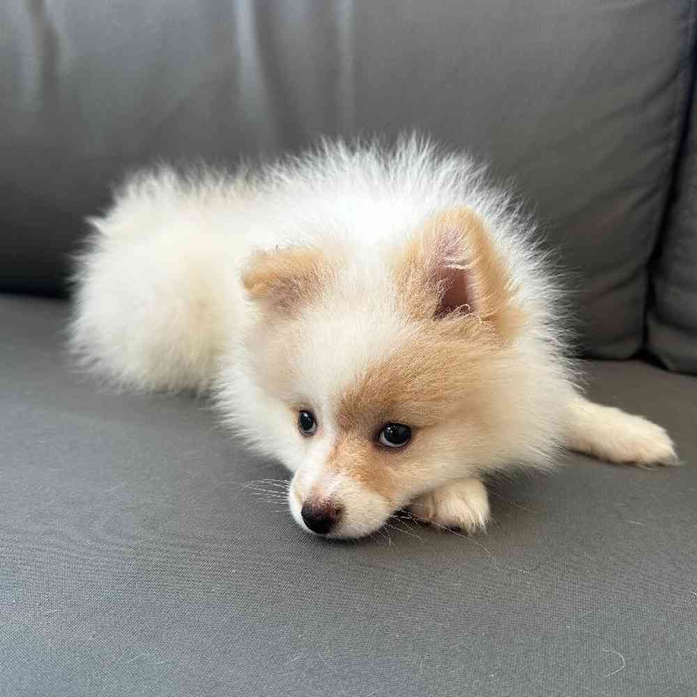 Female Pomeranian Puppy for Sale in Charlotte, NC