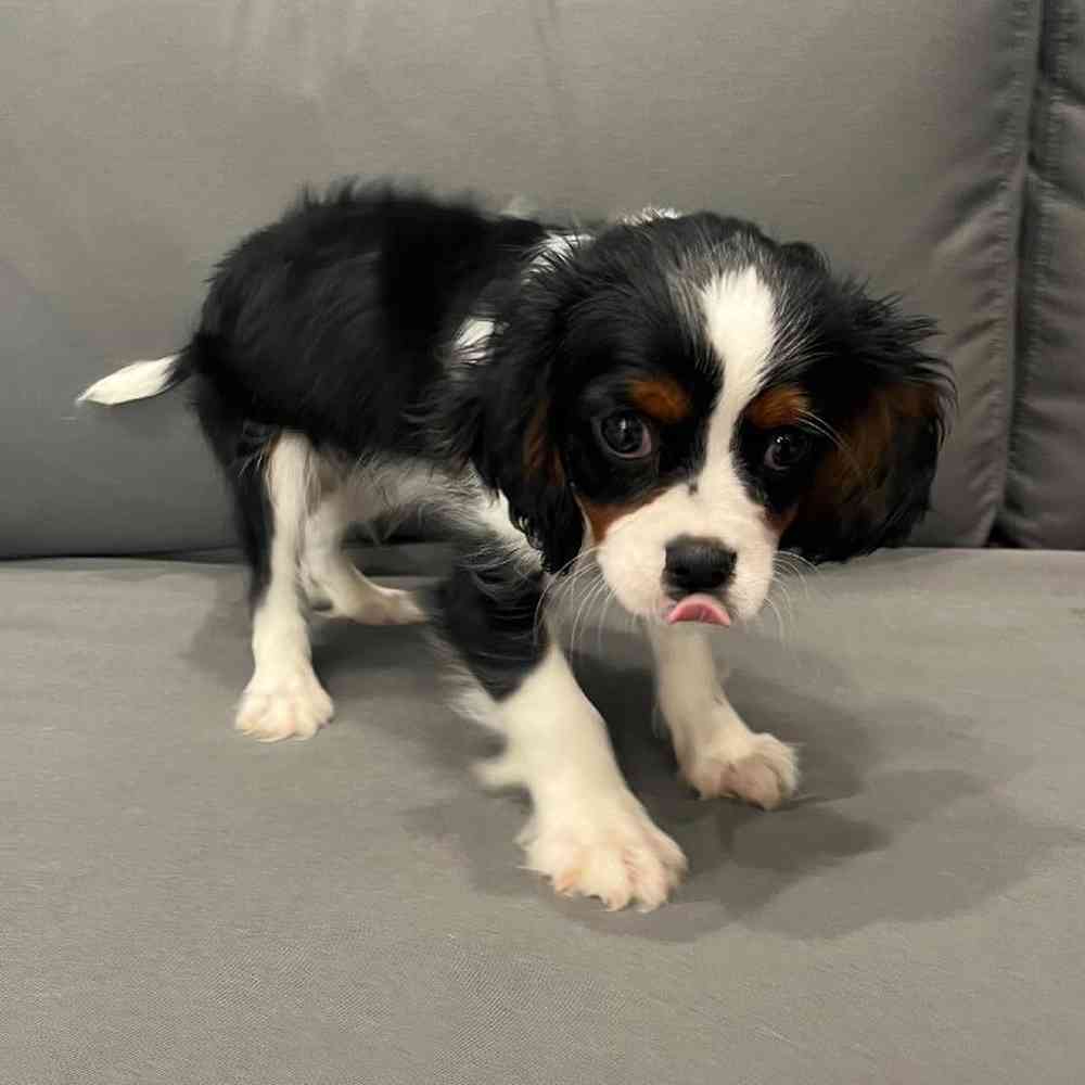 Male Cavalier King Charles Spaniel Puppy for Sale in Charlotte, NC