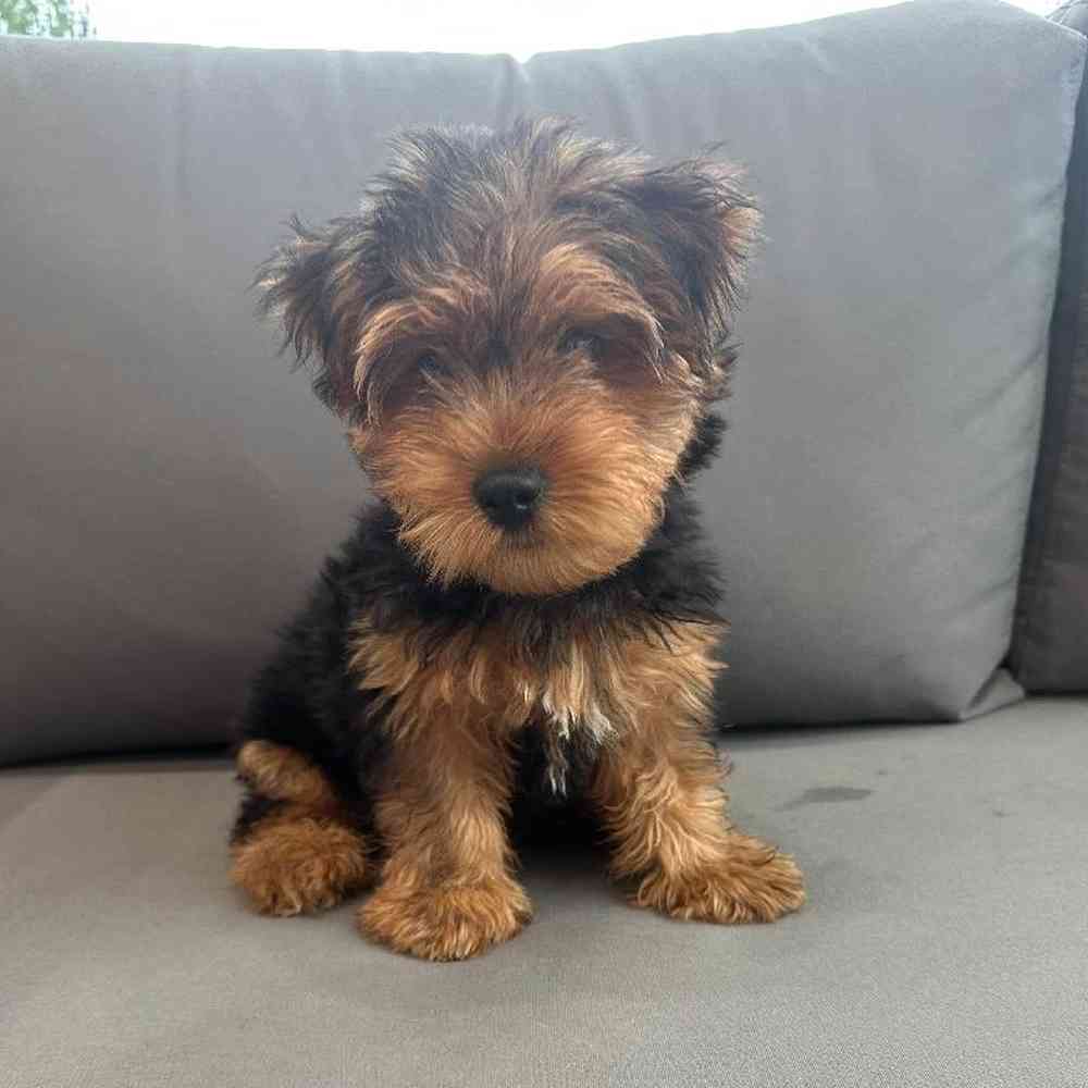 Male Yorkie Puppy for Sale in Charlotte, NC