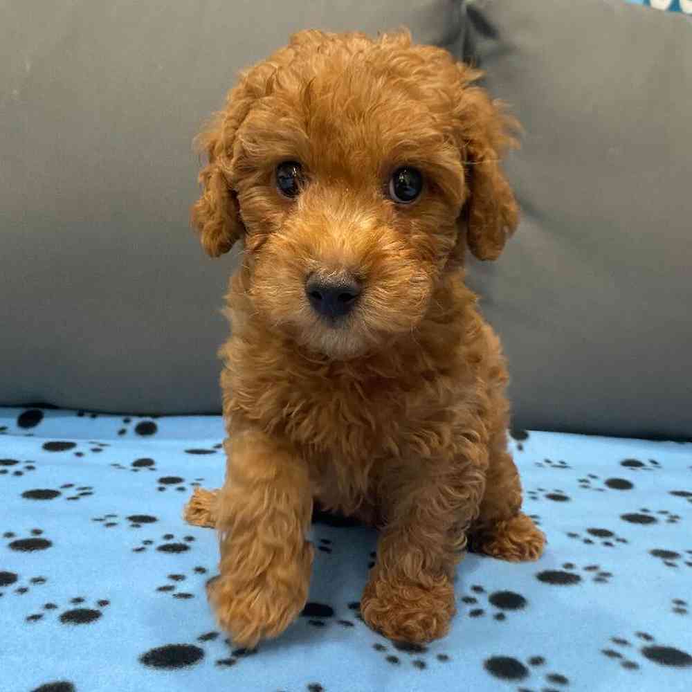 Male Maltipoo Puppy for Sale in Charlotte, NC