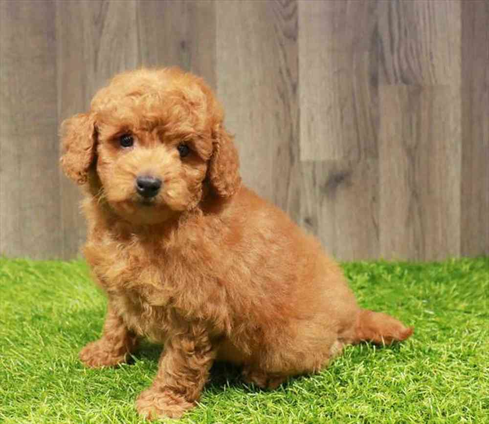 Mini Goldendoodle 2nd Gen image