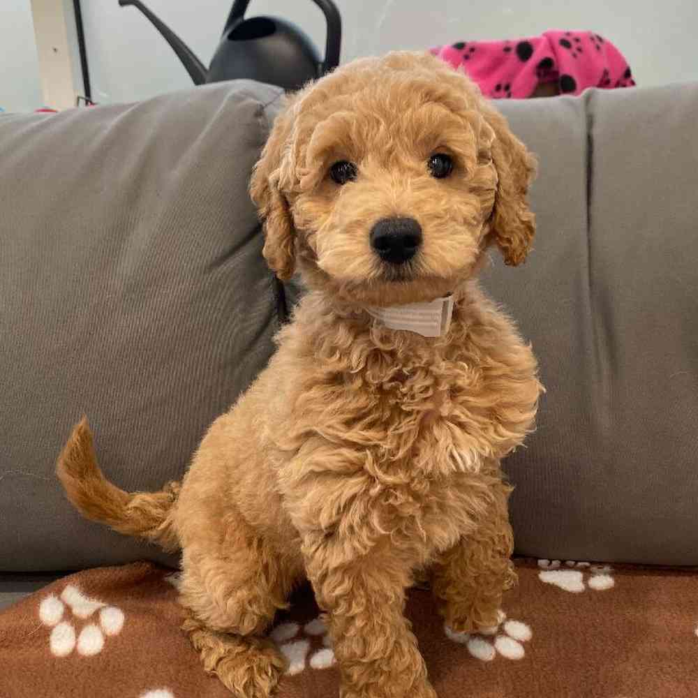 Male Mini Goldendoodle 2nd Gen Puppy for Sale in Charlotte, NC