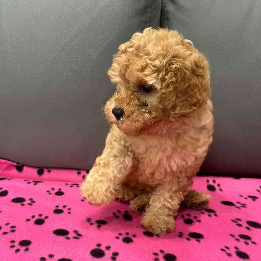 Female Cavapoo Puppy for Sale in Charlotte, NC