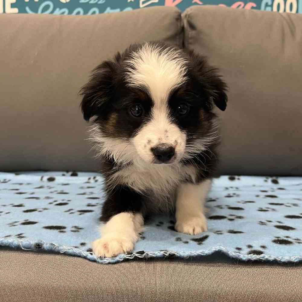 Female Mini Aussie Puppy for Sale in Charlotte, NC