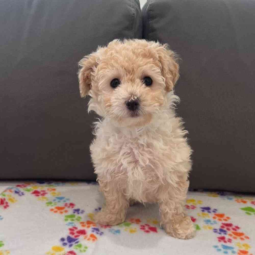 Female Bichapoo Puppy for Sale in Charlotte, NC