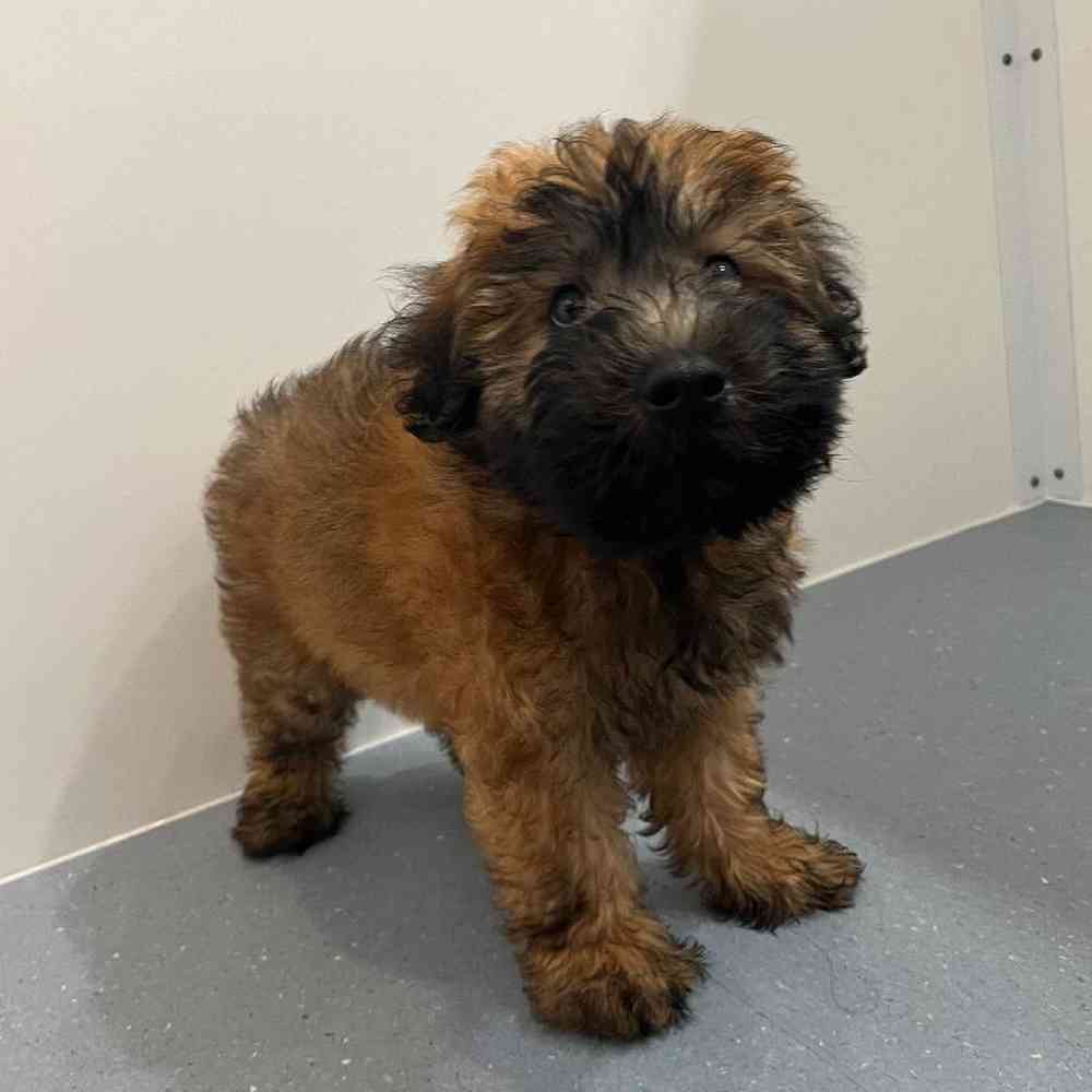 Male Soft Coated Wheaten Terrier Puppy for Sale in Charlotte, NC