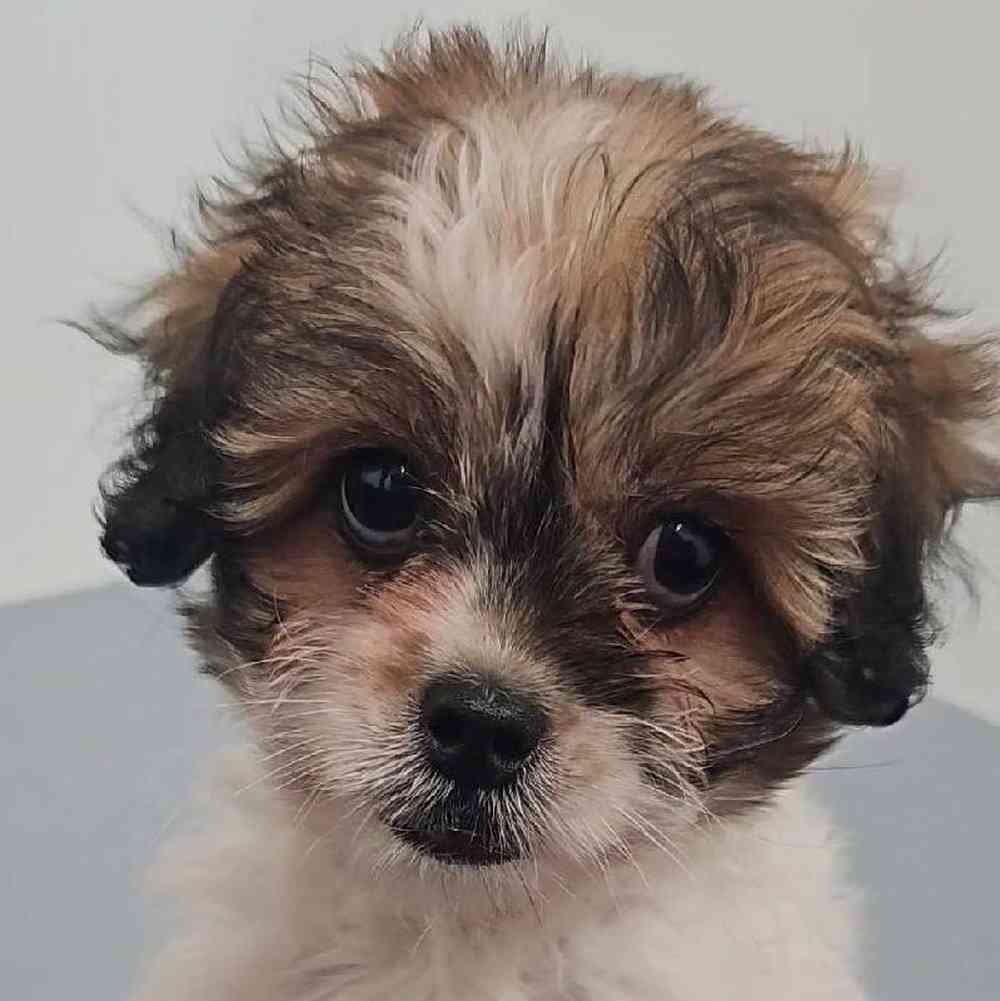 Male PeekAPoo Puppy for Sale in Charlotte, NC