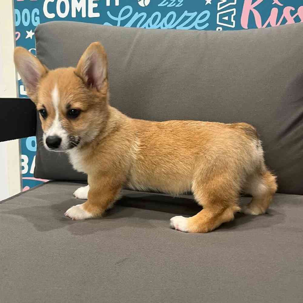 Male Pembroke Welsh Corgi Puppy for Sale in Charlotte, NC