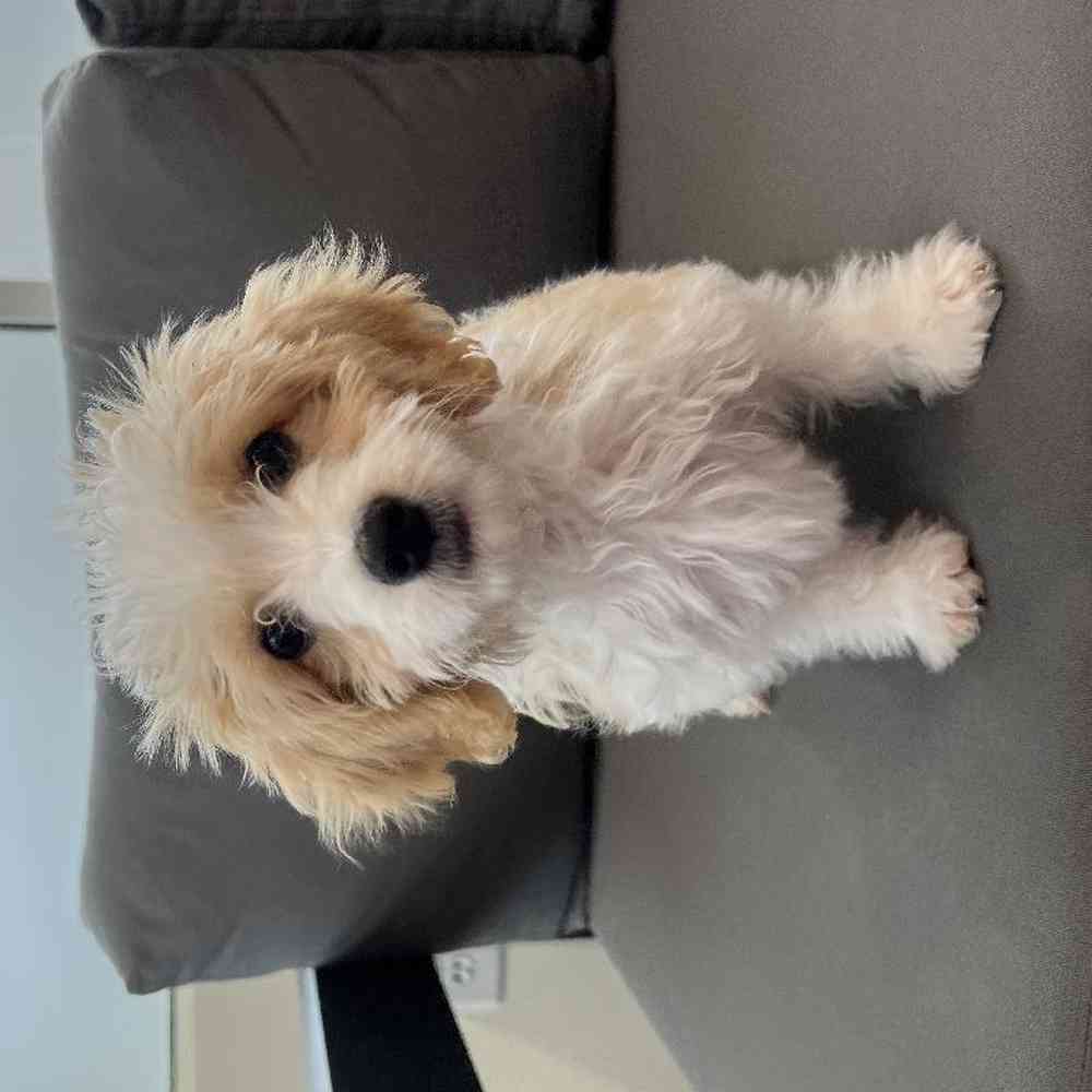 Male Cavachon Puppy for Sale in Charlotte, NC