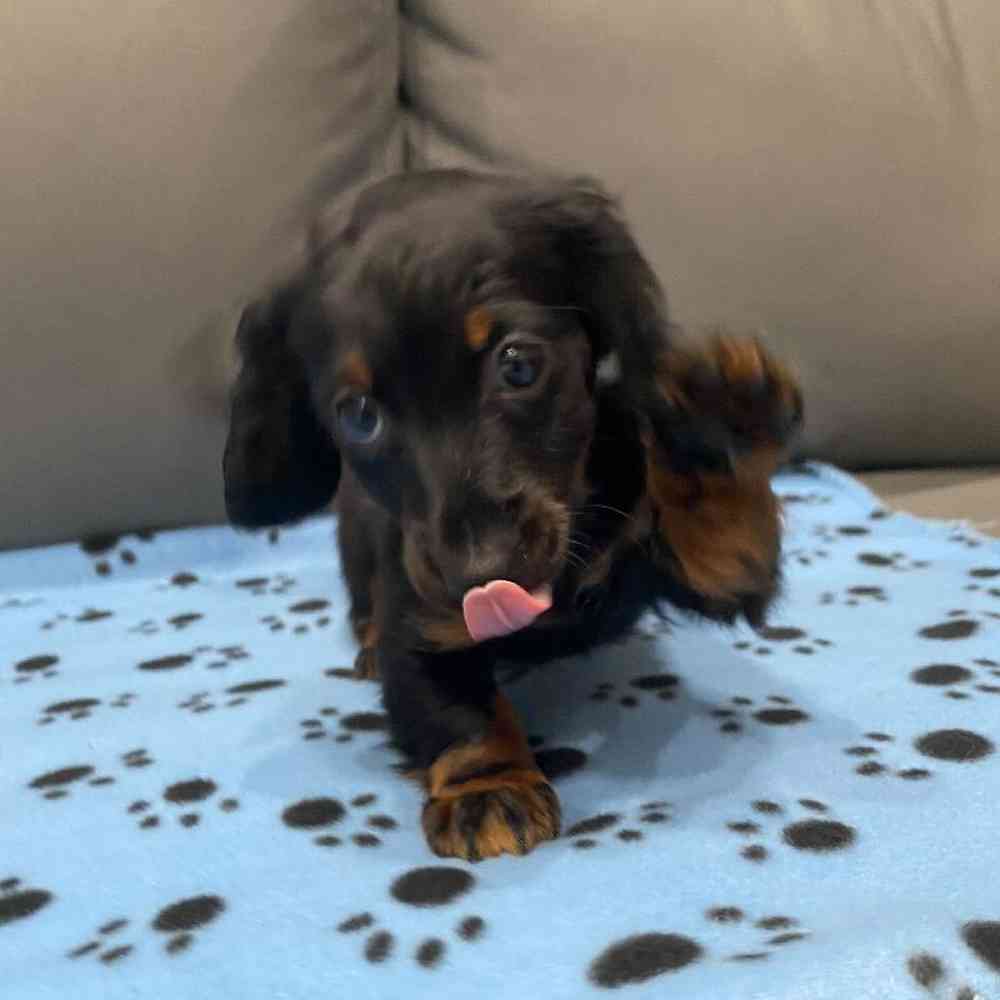 Male Dachshund Puppy for Sale in Charlotte, NC