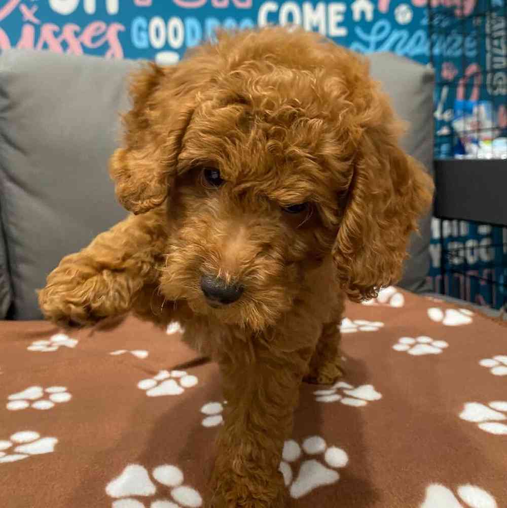 Male Mini Goldendoodle 2nd Gen Puppy for Sale in Charlotte, NC