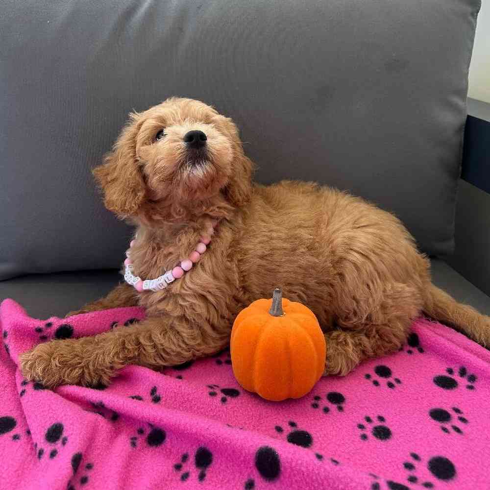 Female Mini Goldendoodle Puppy for Sale in Charlotte, NC