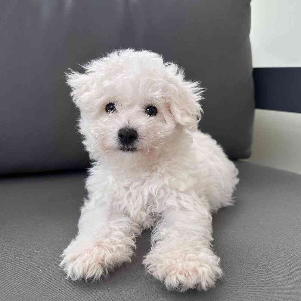 Female Bichon Puppy for Sale in Charlotte, NC