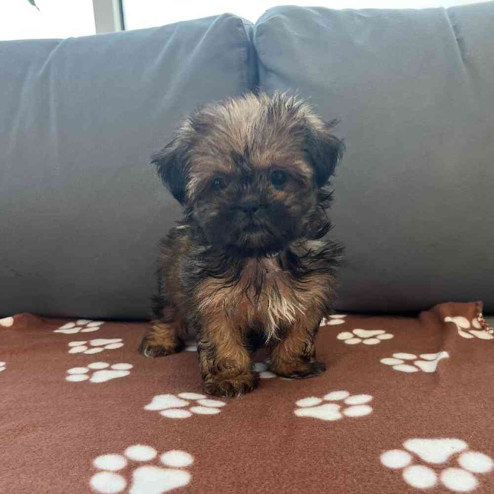 Female Shih Tzu Puppy for Sale in Charlotte, NC