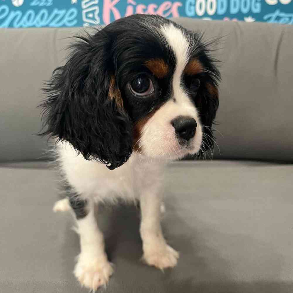 Male Cavalier King Charles Spaniel Puppy for Sale in Charlotte, NC