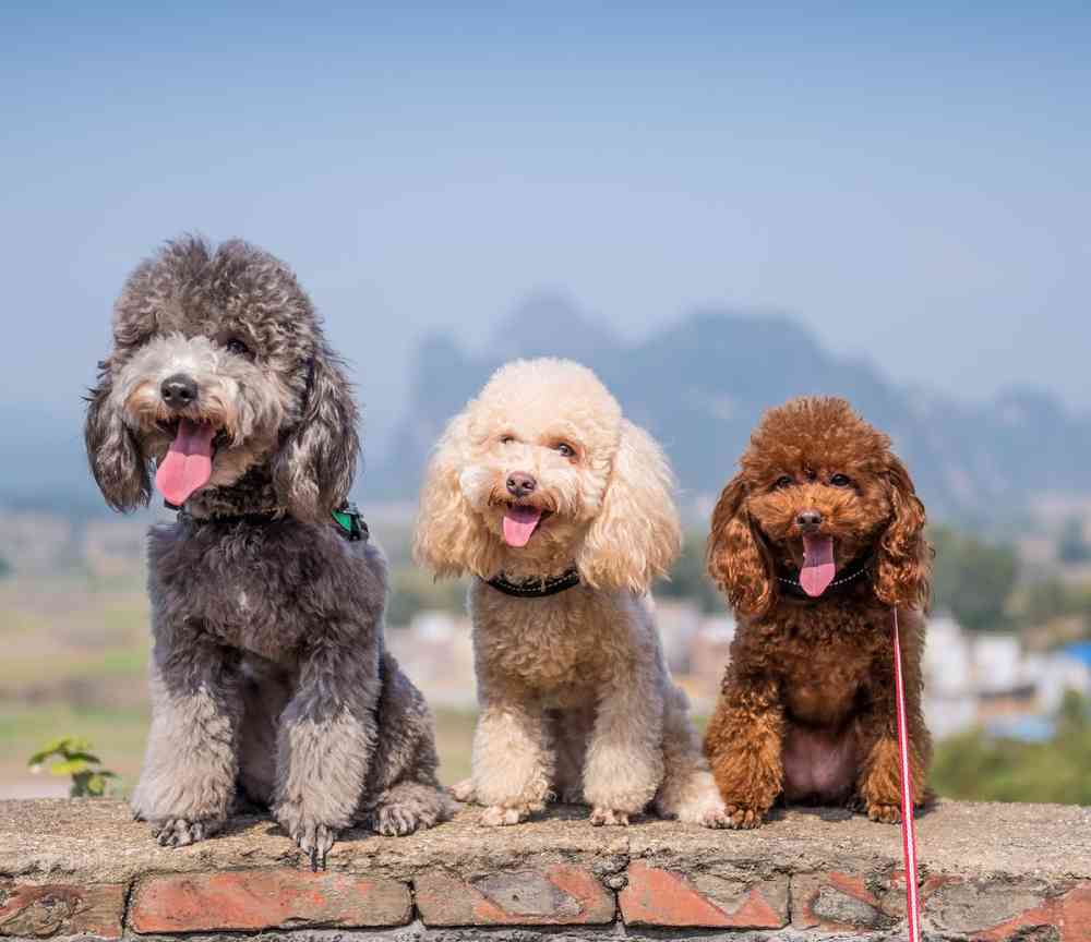 Poodle Puppies for Sale