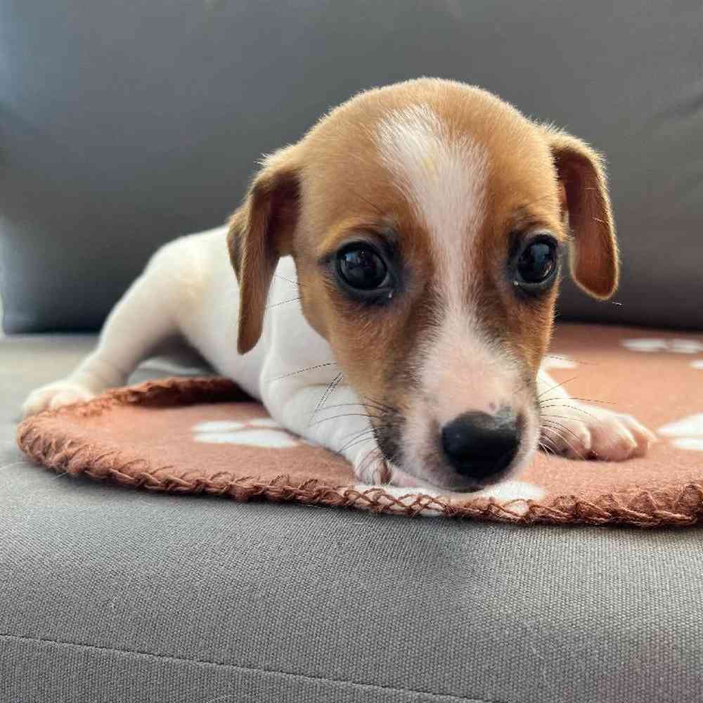 Male Jack Russell Terrier Puppy for Sale in Charlotte, NC