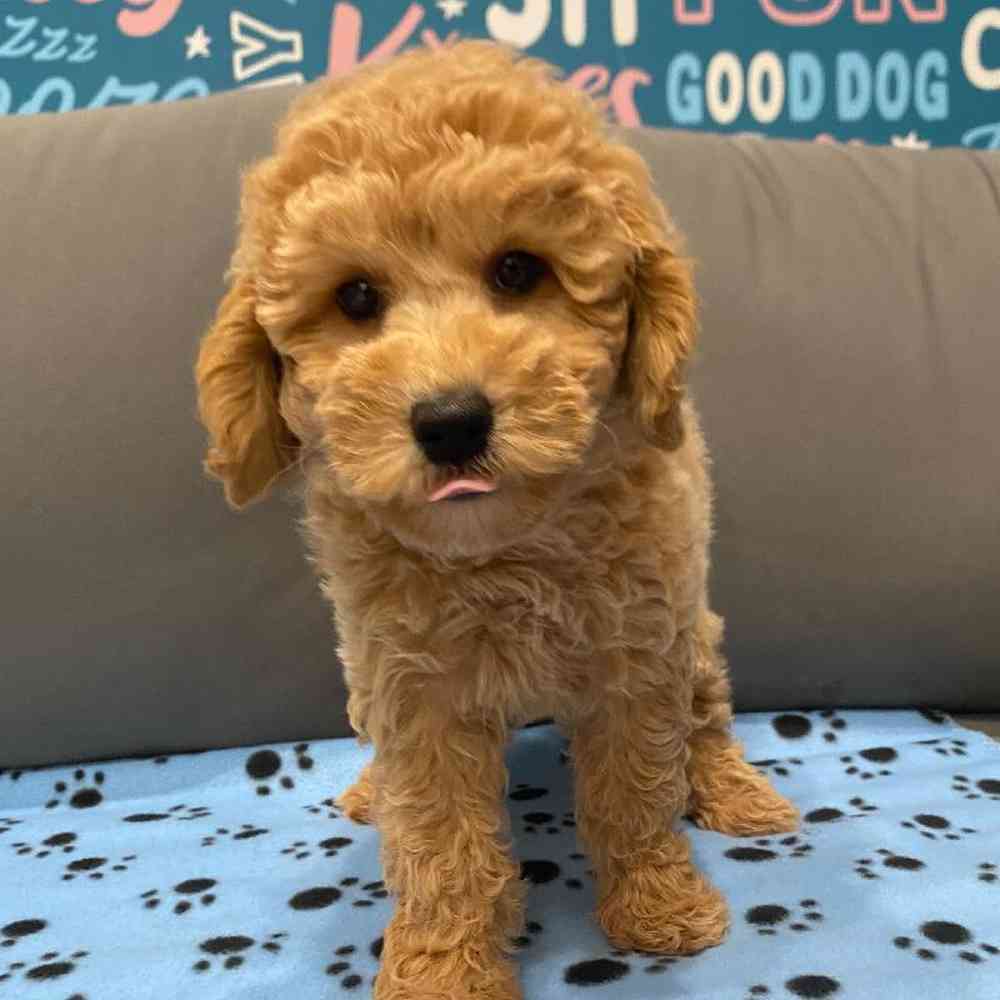 Female Mini Goldendoodle 2nd Gen Puppy for Sale in Charlotte, NC