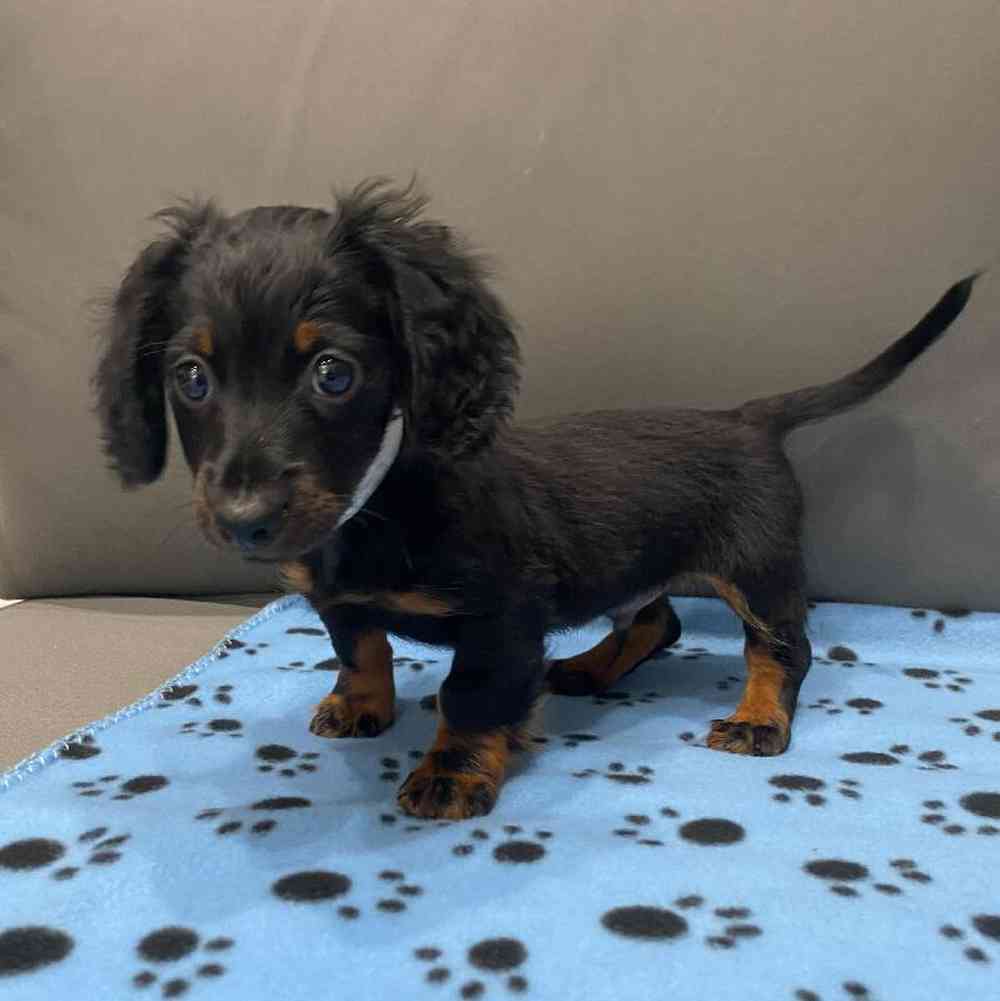 Male Dachshund Puppy for Sale in Charlotte, NC