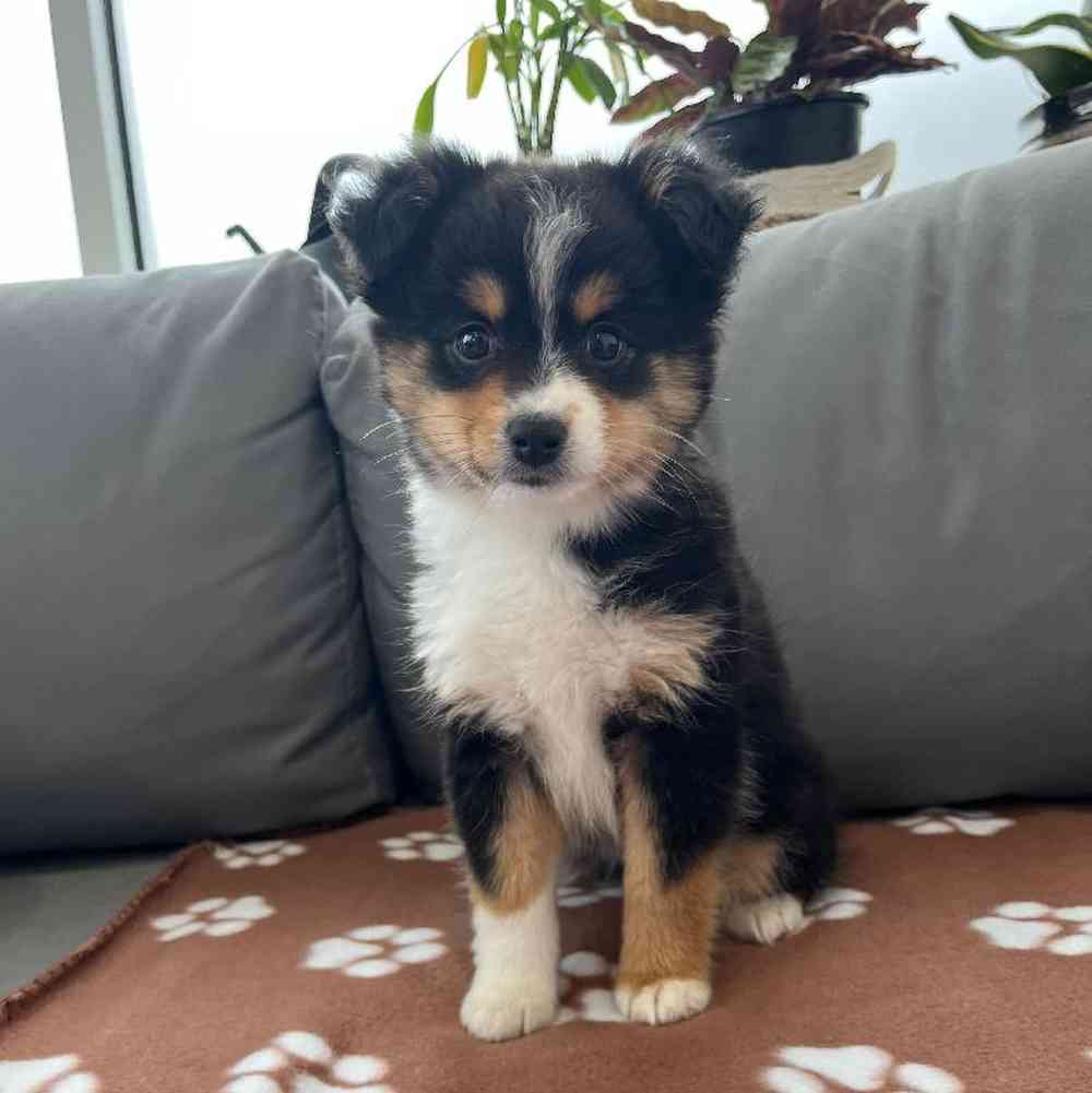 Female Mini Aussie Puppy for Sale in Charlotte, NC