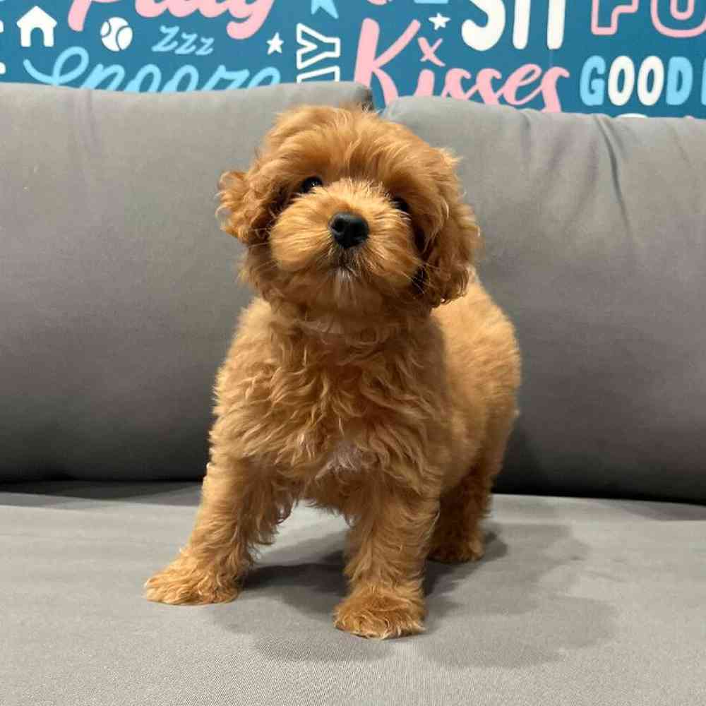 Female Mini Goldendoodle 2nd Gen Puppy for Sale in Charlotte, NC