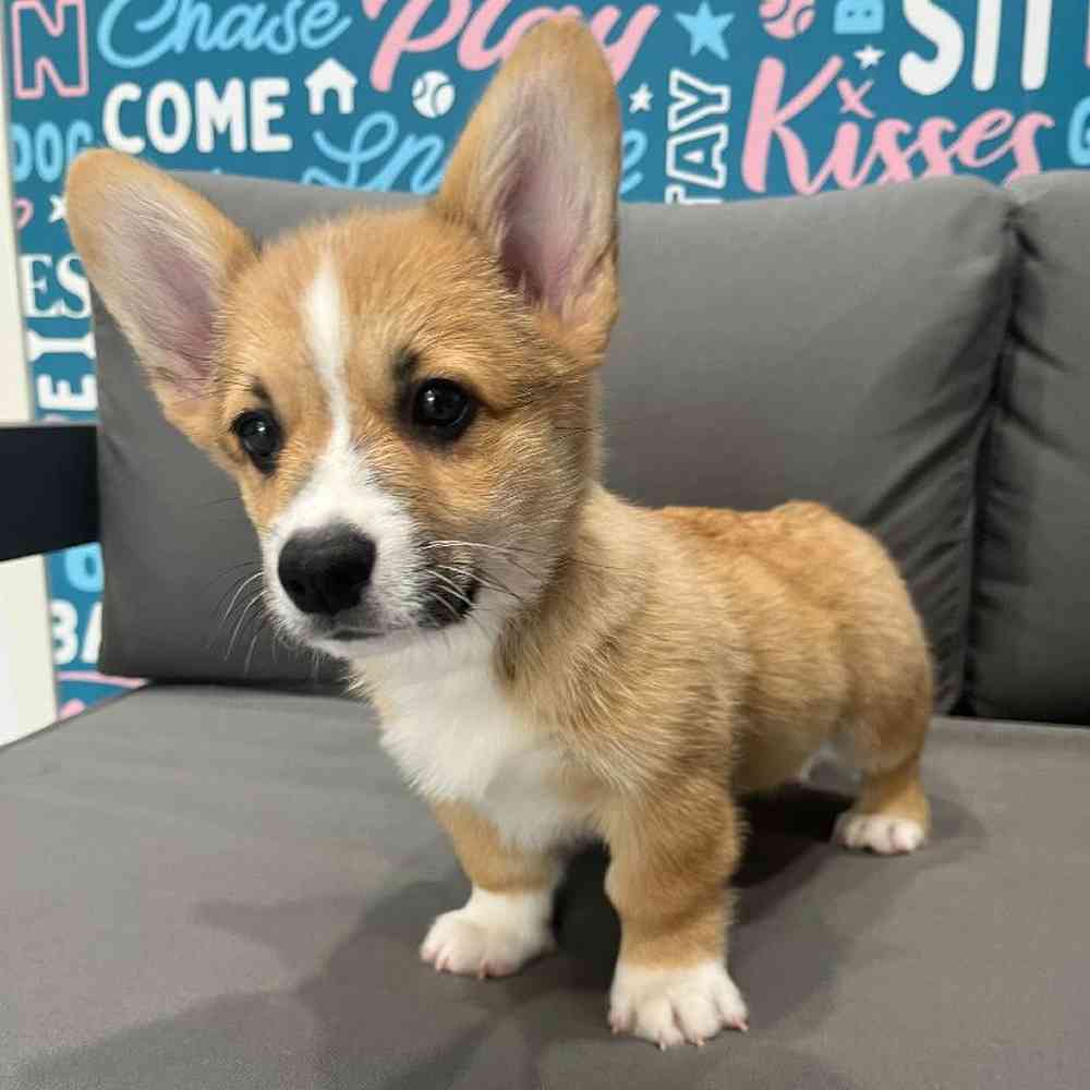 Male Pembroke Welsh Corgi Puppy for Sale in Charlotte, NC