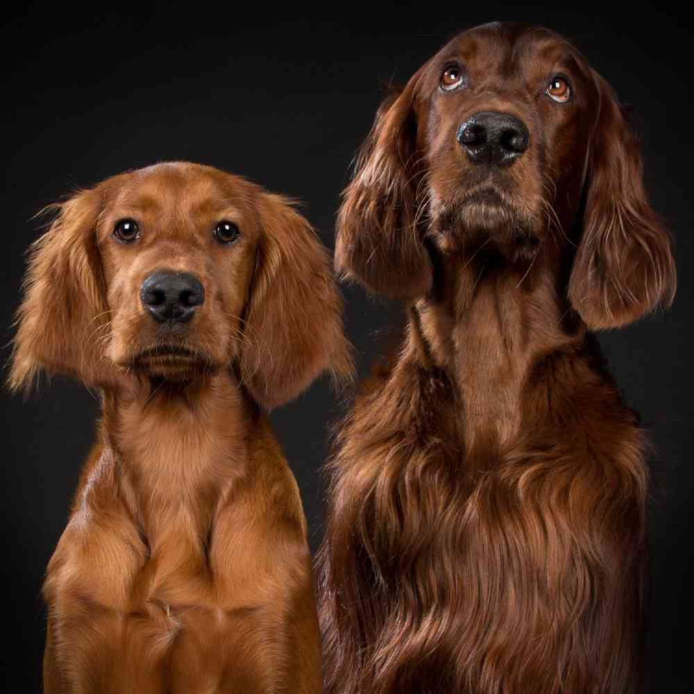 About Irish Setter Breed