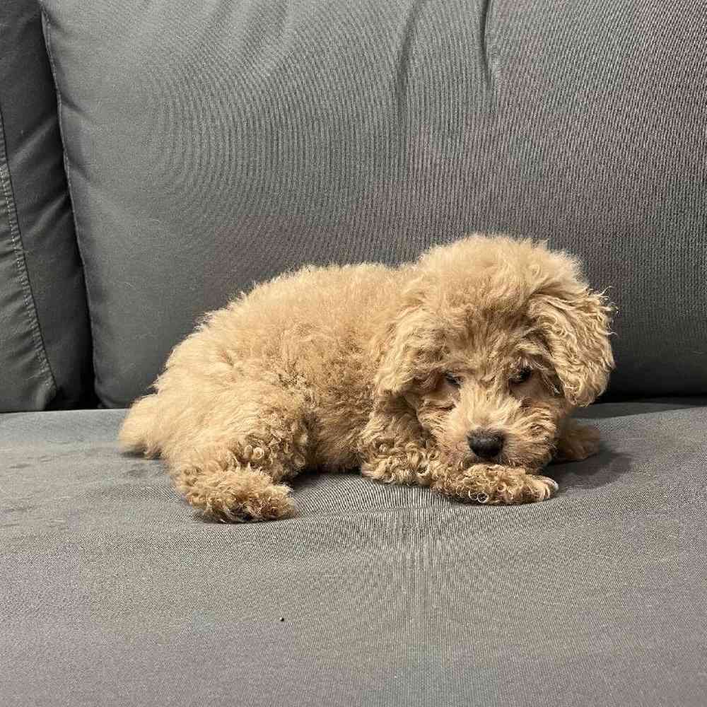 Male Poodle Toy Puppy for Sale in Charlotte, NC