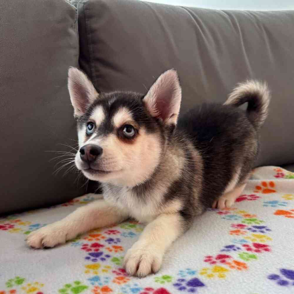 Male Alaskan Klee Kai Puppy for Sale in Charlotte, NC