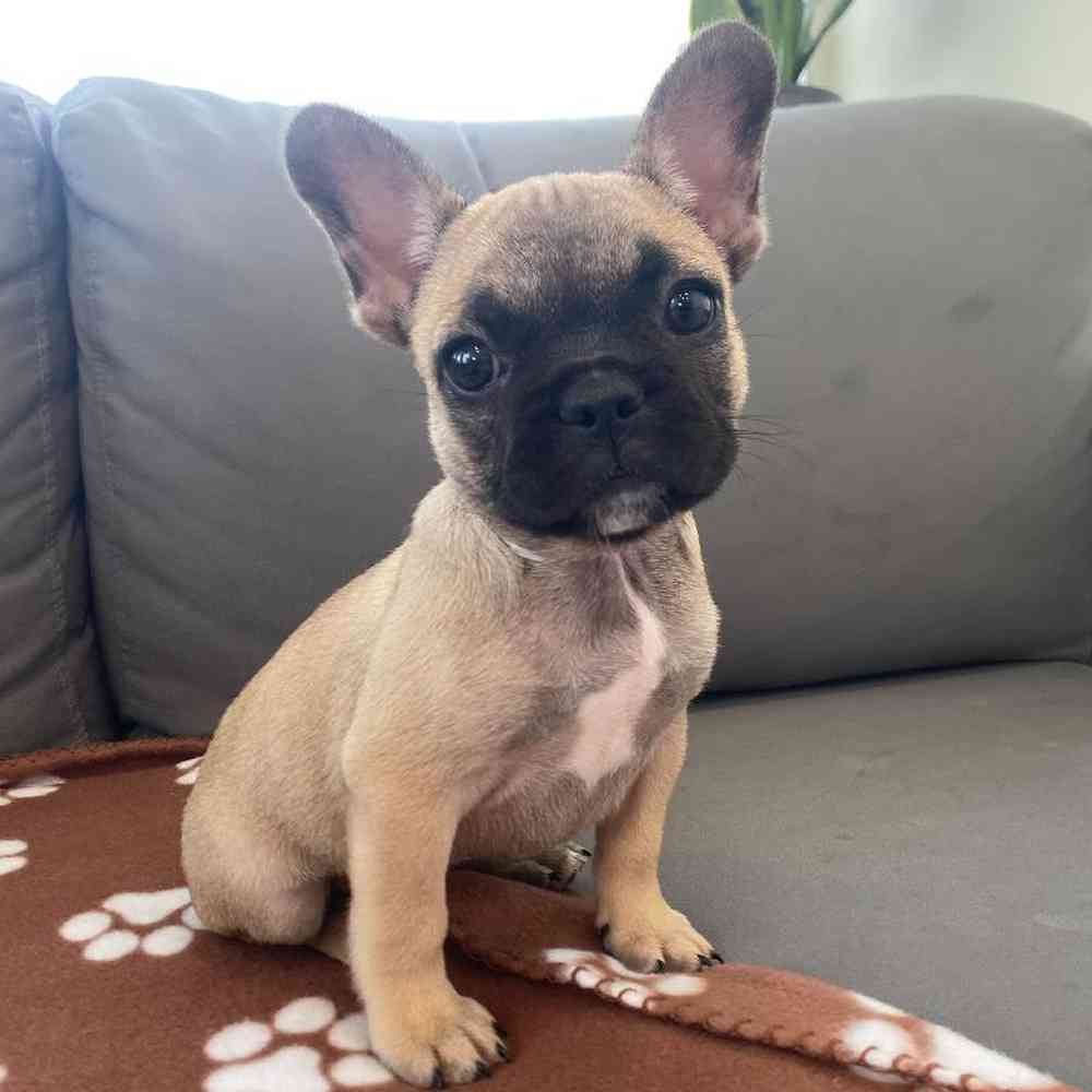 Female French Bulldog Puppy for Sale in Charlotte, NC