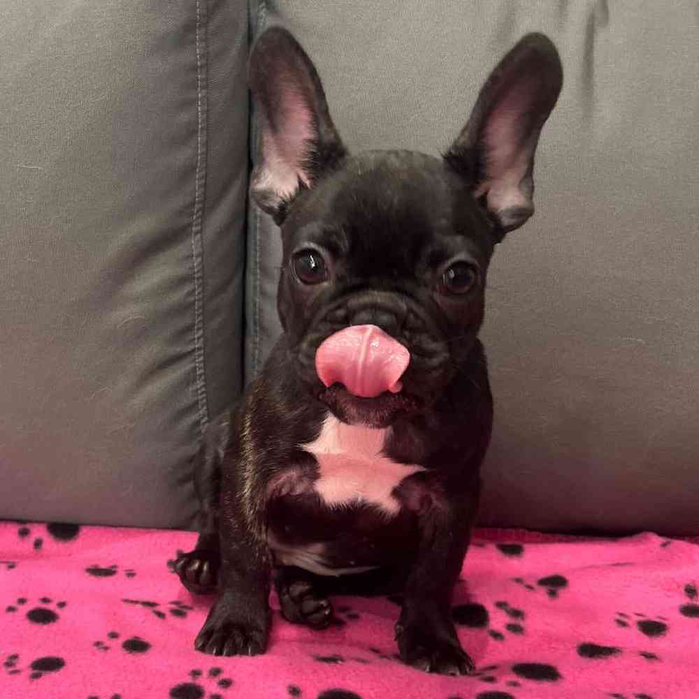 Female French Bulldog Puppy for Sale in Charlotte, NC