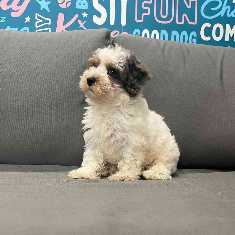 Male Schnoodle Puppy for Sale in Charlotte, NC