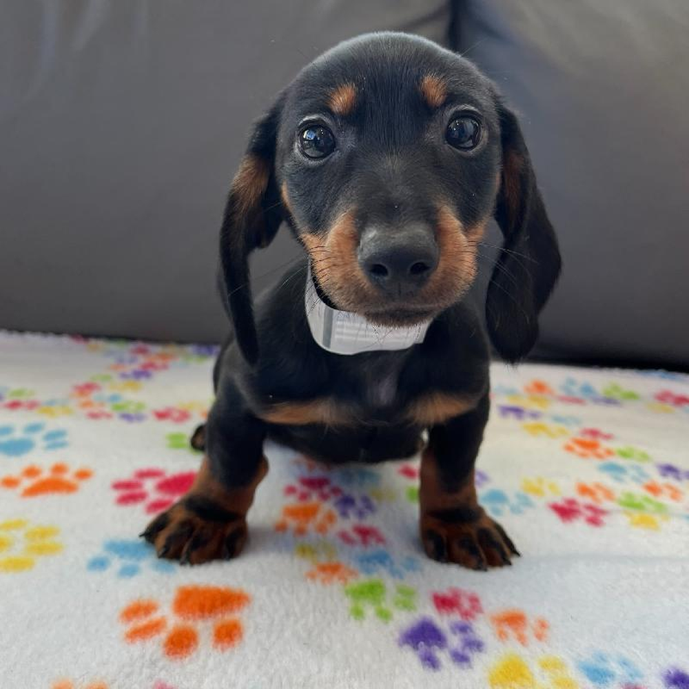 Male Dachshund Puppy for Sale in Charlotte, NC