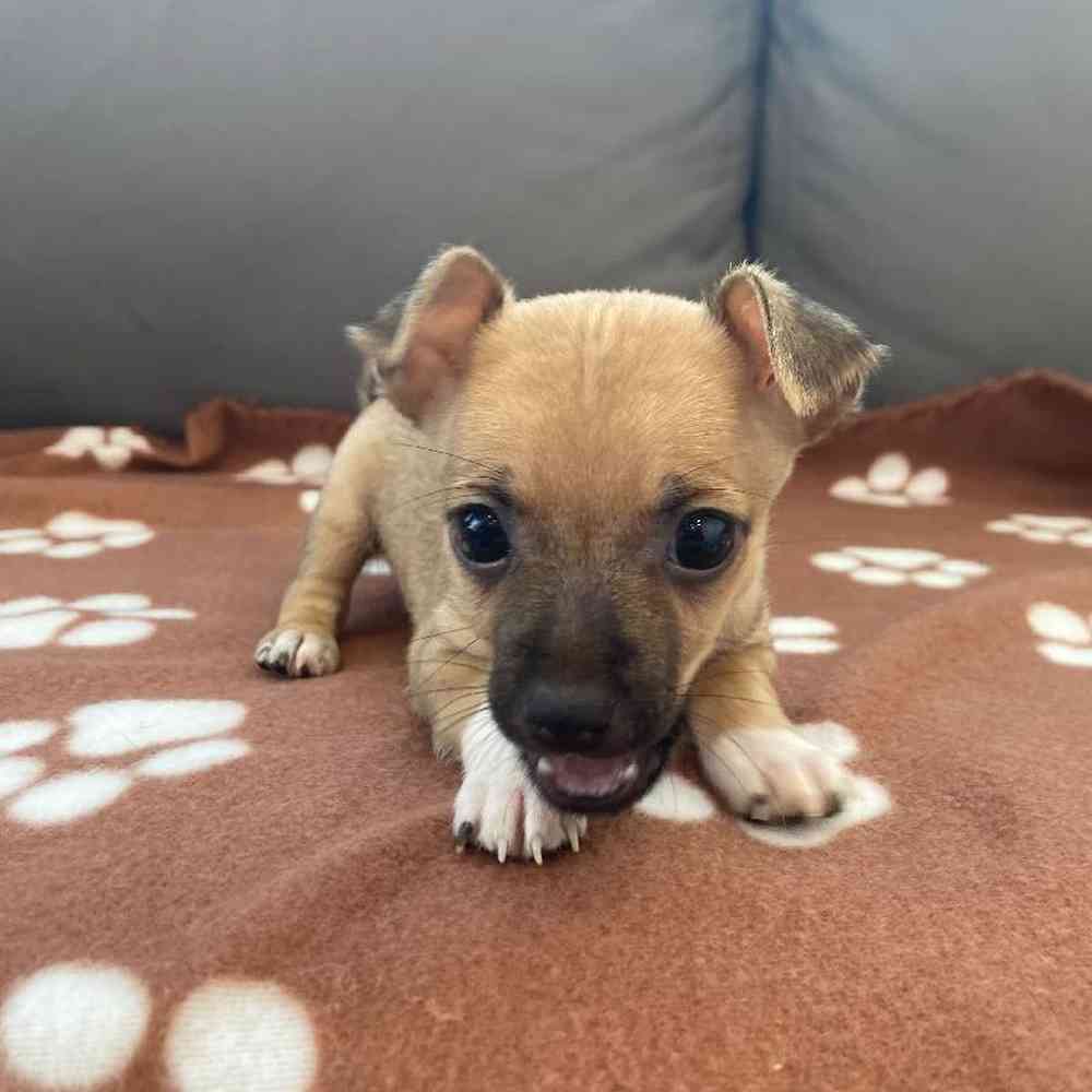 Female Chihuahua Puppy for Sale in Charlotte, NC