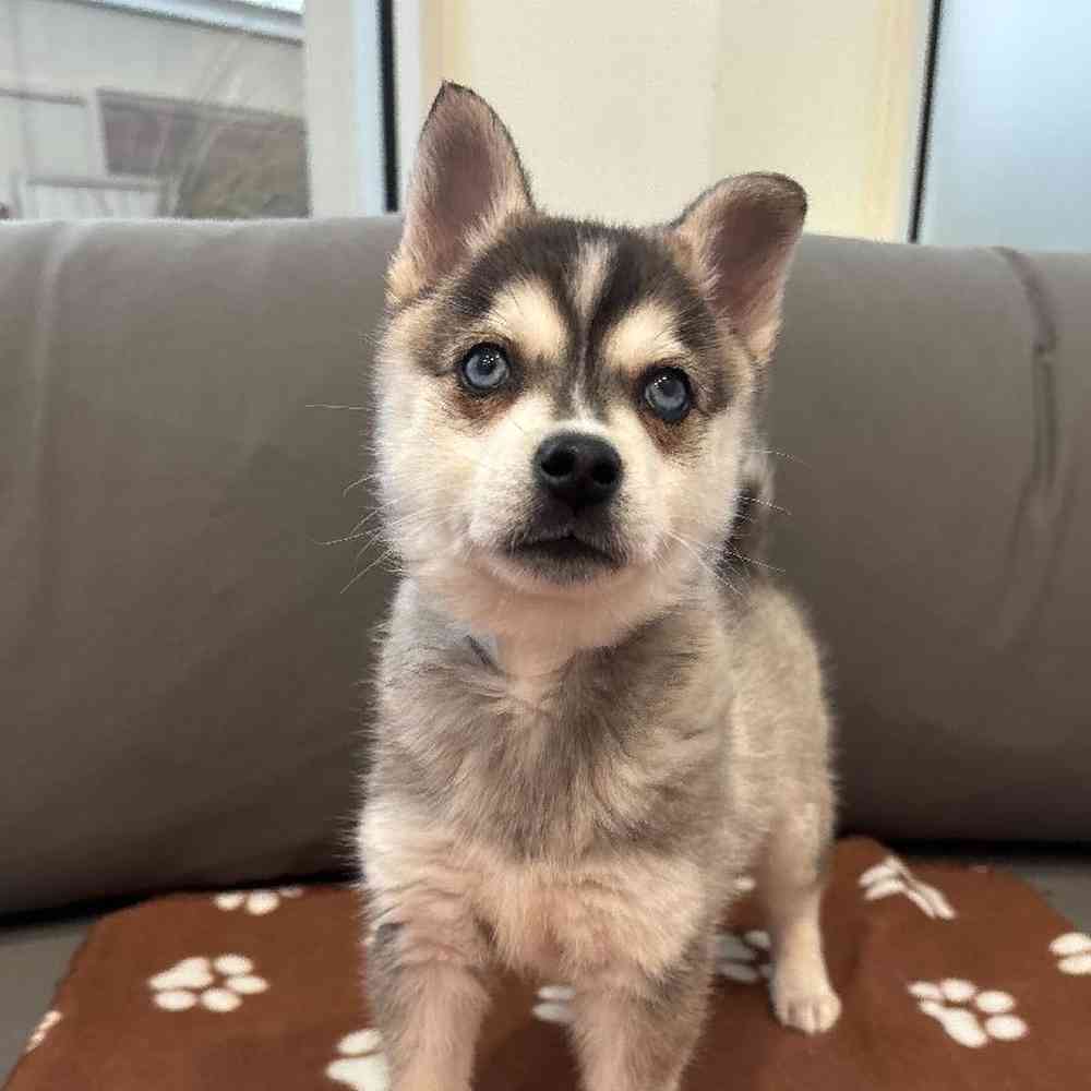 Male Alaskan Klee Kai Puppy for Sale in Charlotte, NC