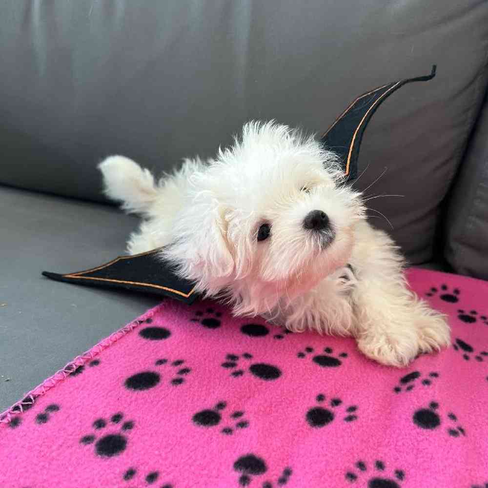 Male Maltese Puppy for Sale in Charlotte, NC