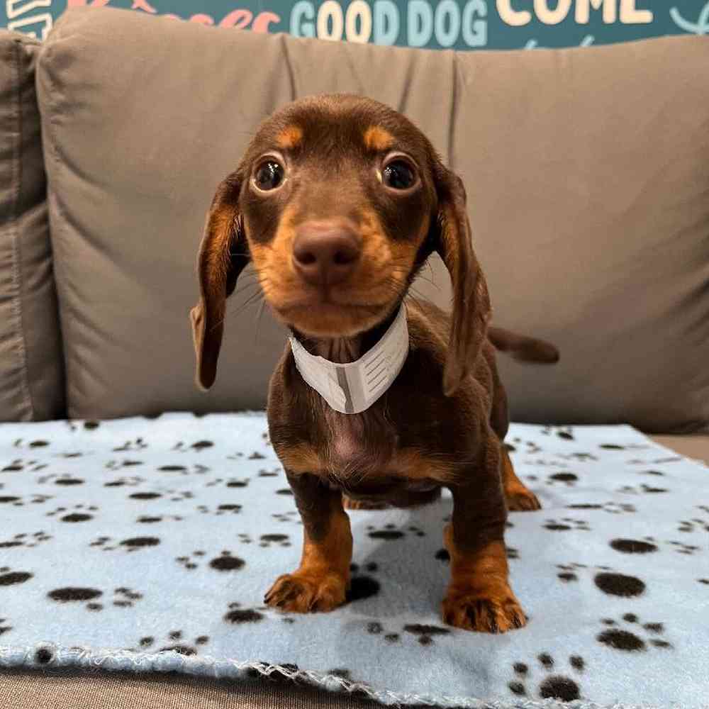 Male Dachshund Puppy for Sale in Charlotte, NC