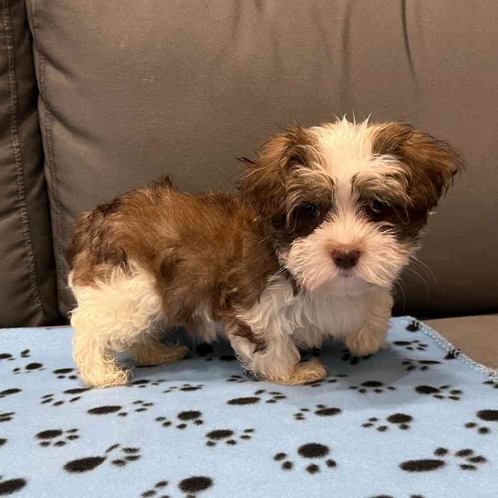 Male Havanese Puppy for Sale in Charlotte, NC