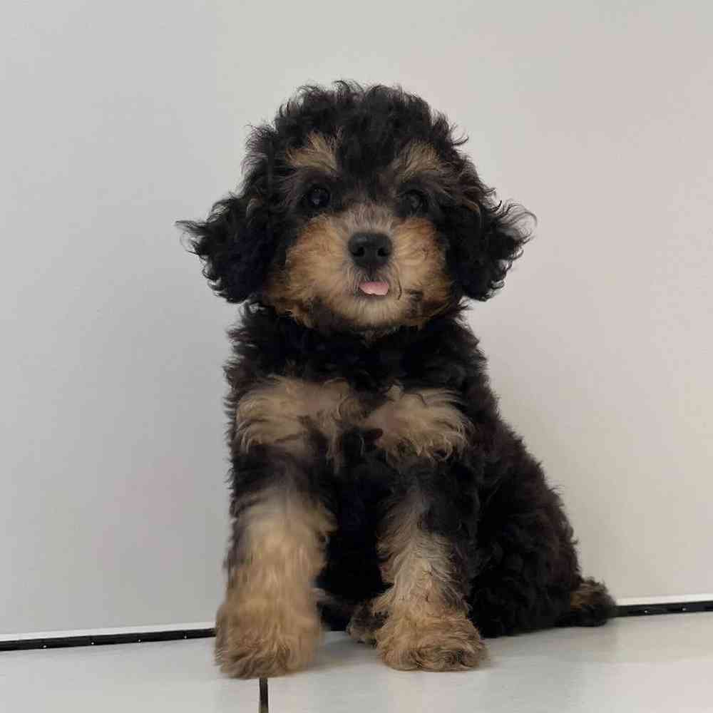 Female Poodle Puppy for Sale in Charlotte, NC