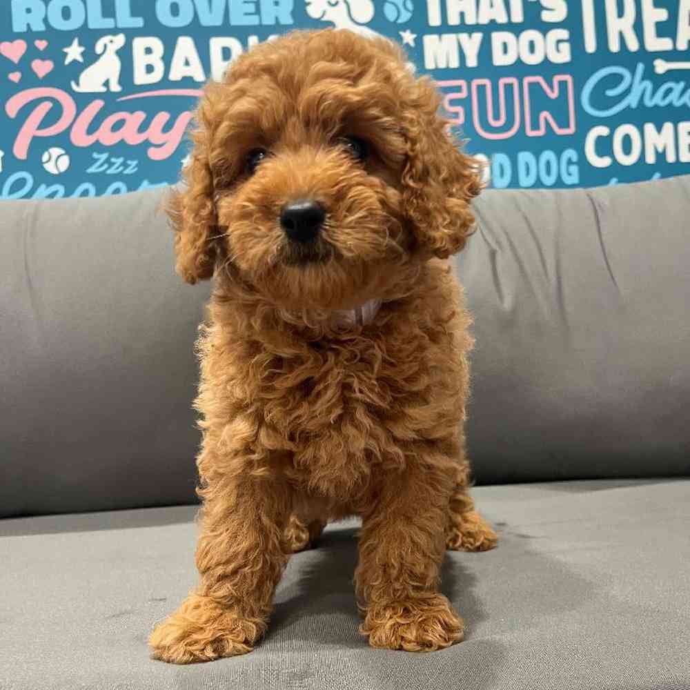 Female Mini Goldendoodle 2nd Gen Puppy for Sale in Charlotte, NC