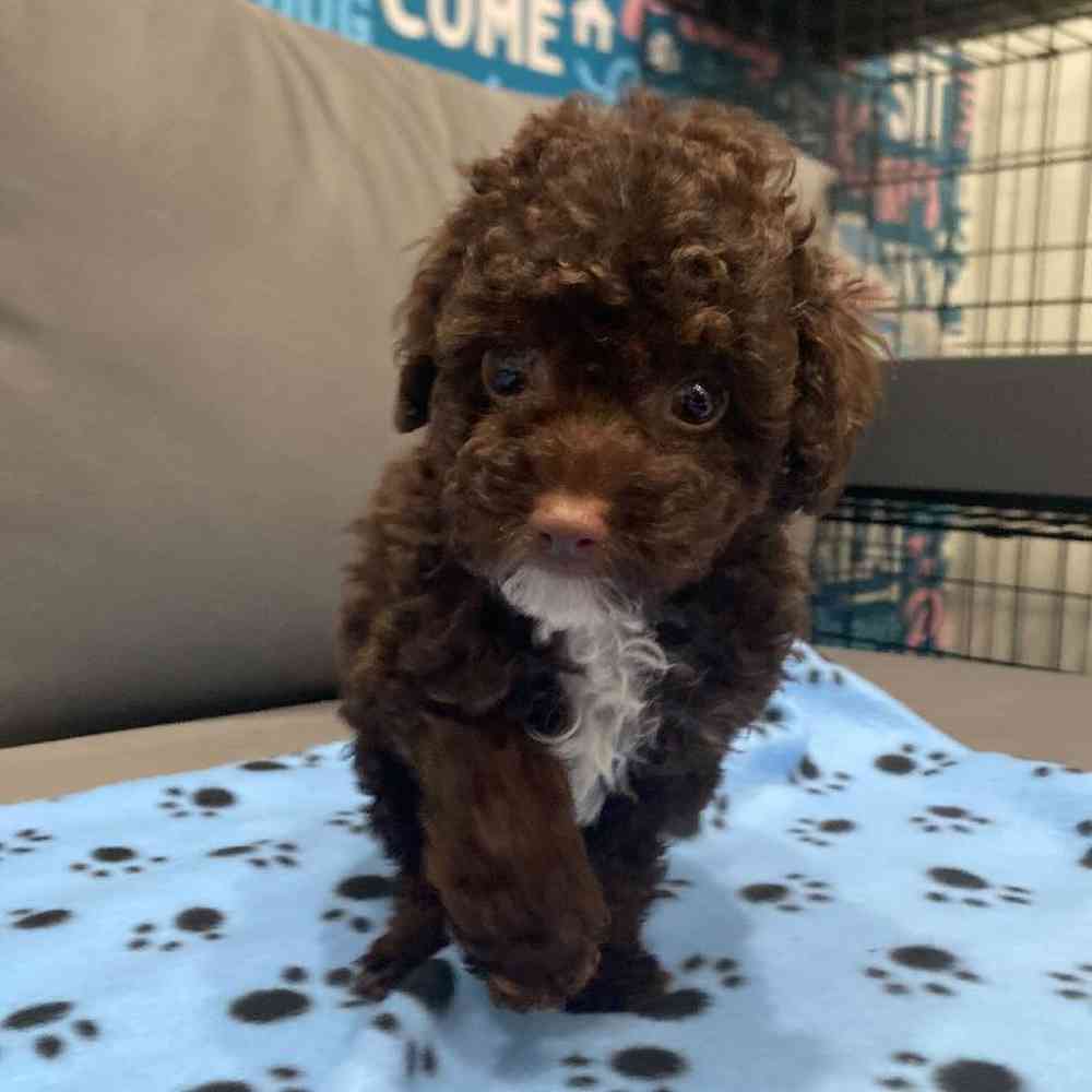 Female Poodle Puppy for Sale in Charlotte, NC