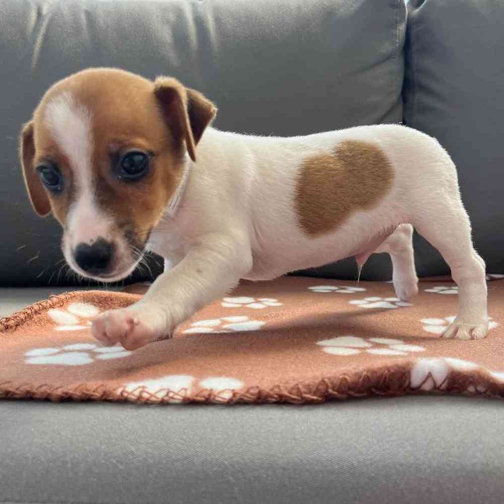 Male Jack Russell Terrier Puppy for Sale in Charlotte, NC