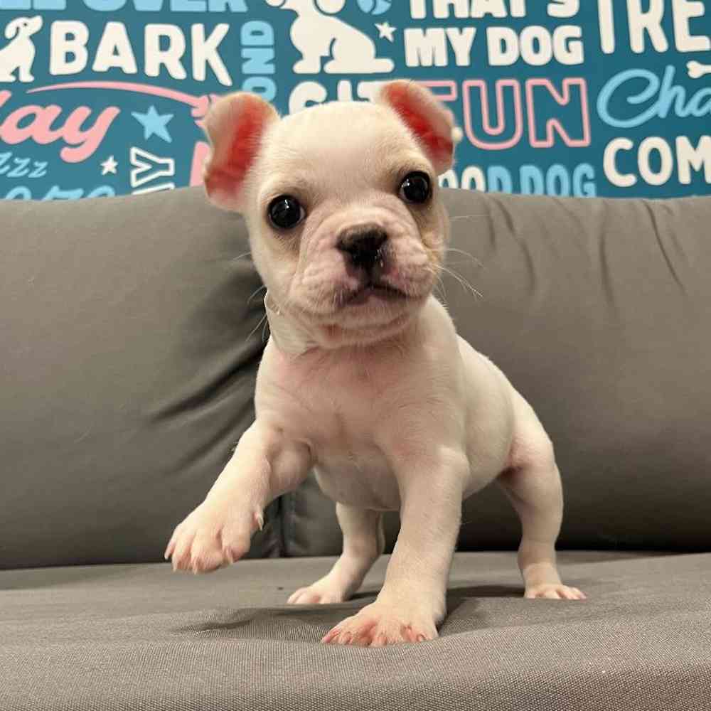 Male French Bulldog Puppy for Sale in Charlotte, NC