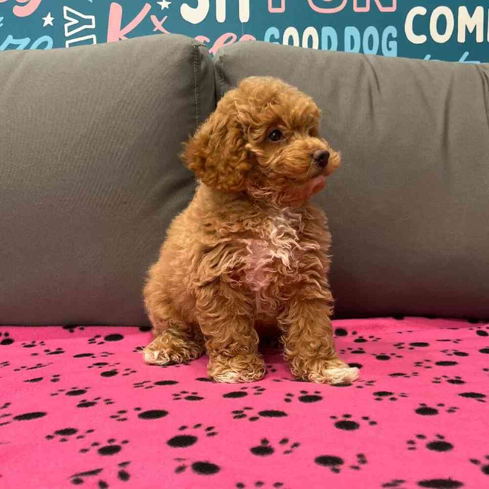 Female Mini Goldendoodle 2nd Gen Puppy for Sale in Charlotte, NC