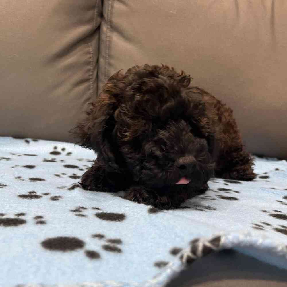 Male Poodle Puppy for Sale in Charlotte, NC