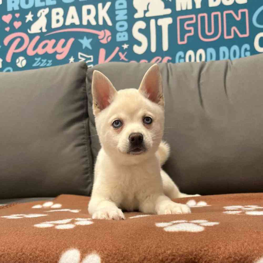 Female Alaskan Klee Kai Puppy for Sale in Charlotte, NC