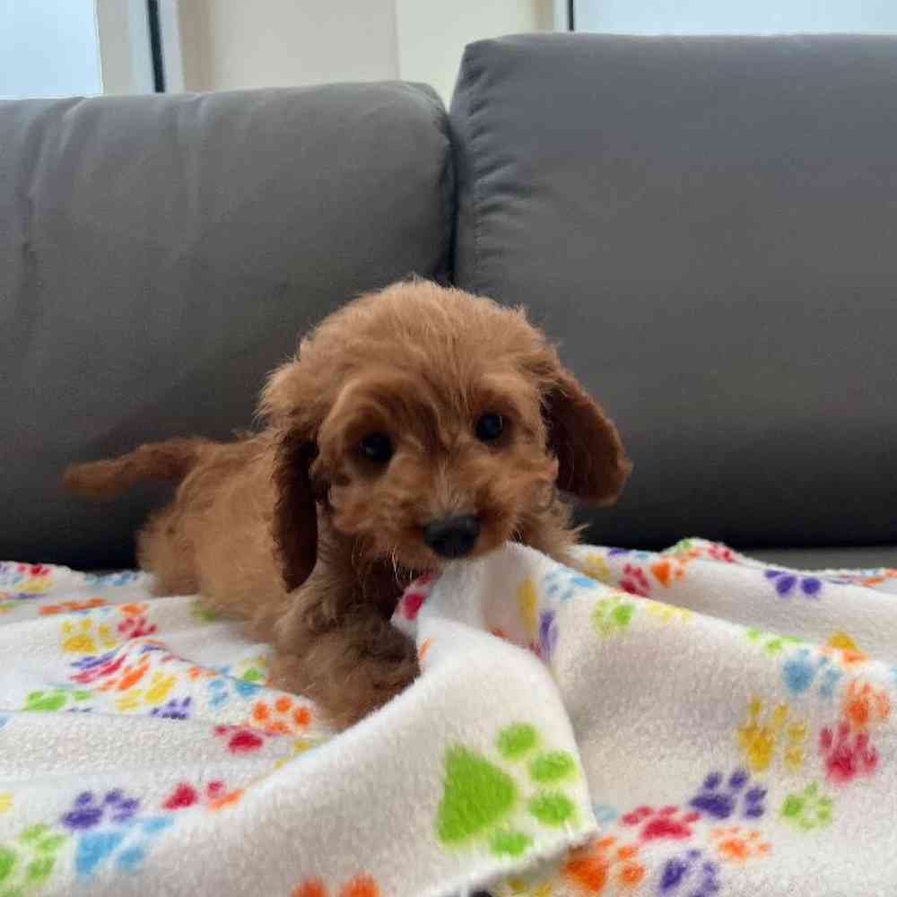 Male Cavapoo Puppy for Sale in Charlotte, NC