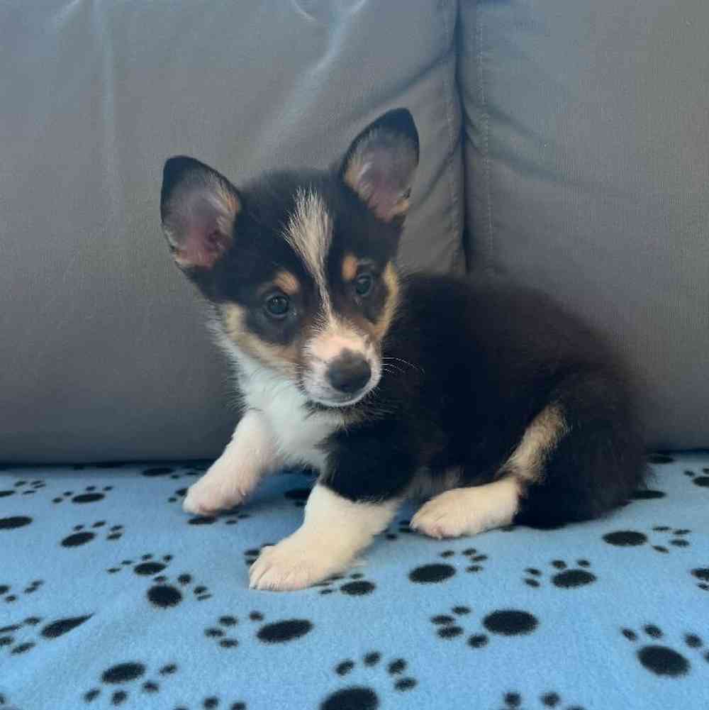 Male Pembroke Welsh Corgi Puppy for Sale in Charlotte, NC